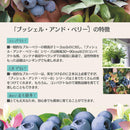 ブルーベリー・ブッシェル・アンド・ベリー【サファイアカスケード】