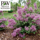 姫ライラック　ドワーフパープル【PW】