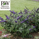 PW　ブッドレア パグスター ブルー