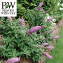 PW　ブッドレア パグスター ピンカー