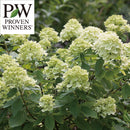 PW　ノリウツギ グランデライムチーク