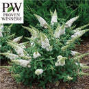 PW　ブッドレア パグスター ホワイト