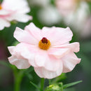 ラナンキュラスラックス　【ヴィーナス】 1月上旬より順次発送