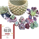 DOLCE’S「多肉福袋」　【2026初売りセール　1/5㈪まで期間限定販売】