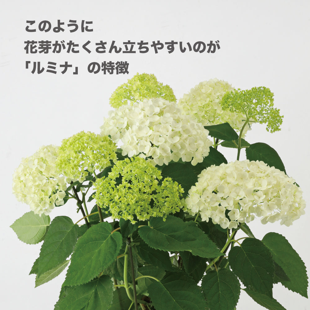 アナベル アナベル
