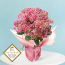 19.アジサイ「月虹」ピンク