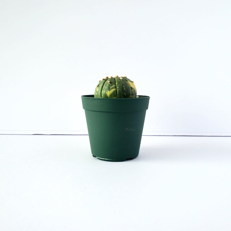 アストロフィツム　斑入り　兜丸／Astrophytum asterias f. variegata　2.5号鉢