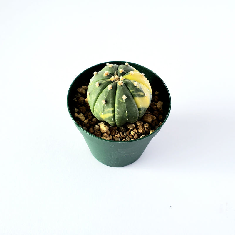 アストロフィツム　斑入り　兜丸／Astrophytum asterias f. variegata　2.5号鉢