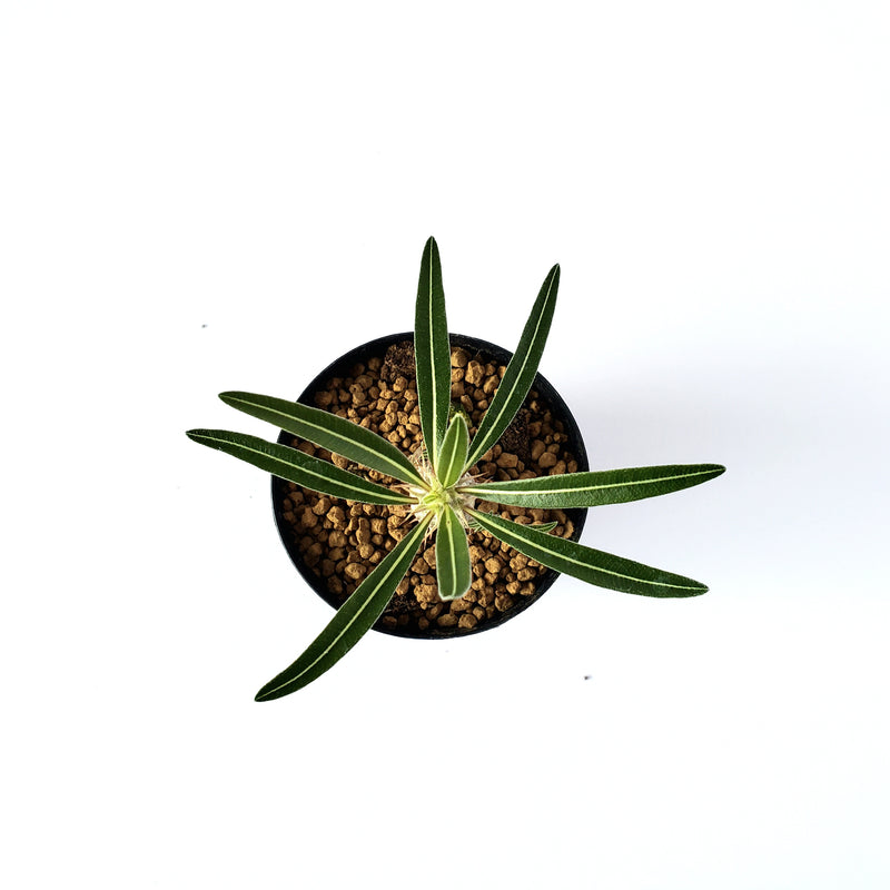 パキポディウム ロスツラム グラキリス／Pachypodium rosulatum var. gracilius　2号鉢