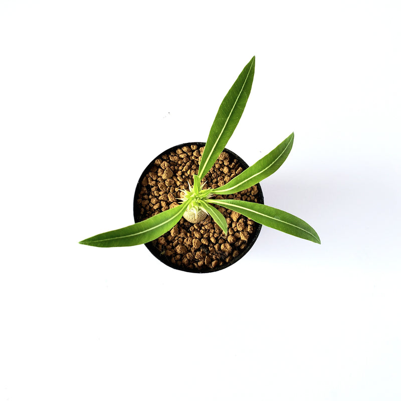 パキポディウム ロスツラム ホロンベンセ／Pachypodium horombense 2号鉢