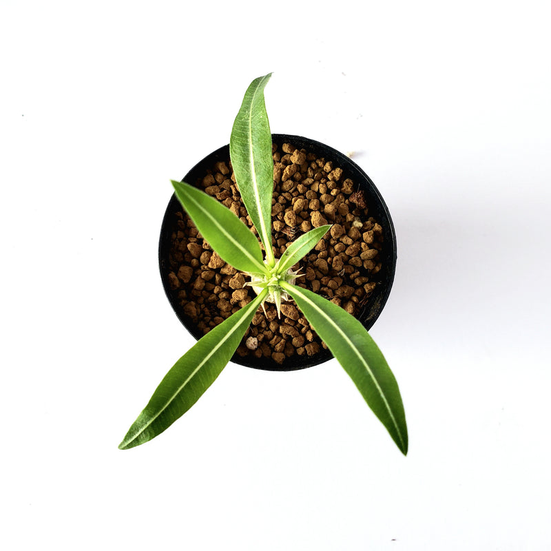 パキポディウム ロスツラム／Pachypodium rosulatum　2号鉢