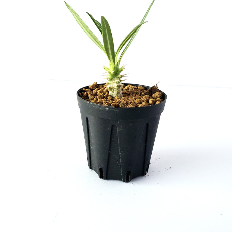 パキポディウム ロスツラム カクチペス／Pachypodium rosulatum var. cactipes 2号鉢