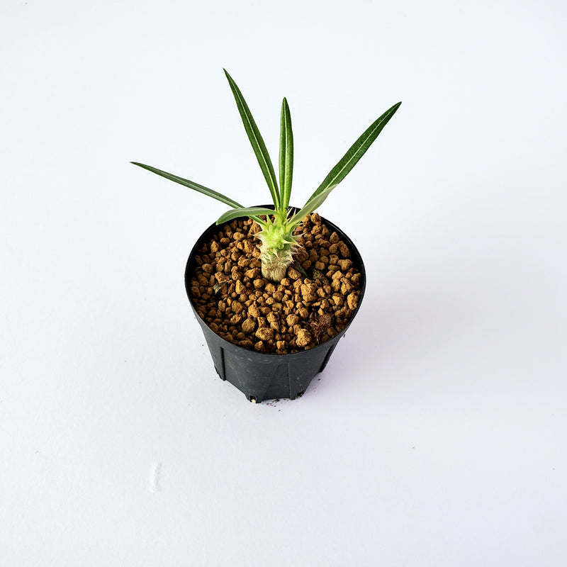 パキポディウム ロスツラム カクチペス／Pachypodium rosulatum var. cactipes 2号鉢