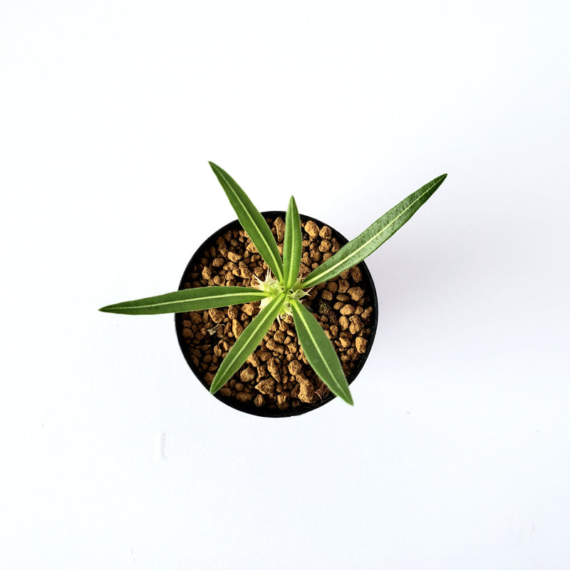 パキポディウム ロスツラム カクチペス／Pachypodium rosulatum var. cactipes 2号鉢