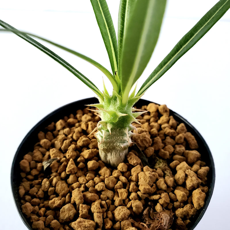 パキポディウム ロスツラム カクチペス／Pachypodium rosulatum var. cactipes 2号鉢