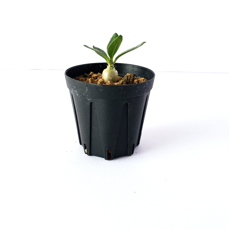 パキポディウム ビスピノーサム／Pachypodium bispinosum　2号鉢
