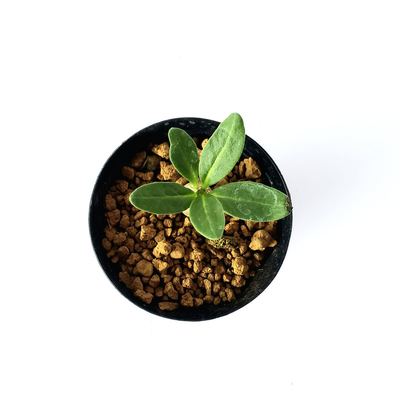 パキポディウム ビスピノーサム／Pachypodium bispinosum　2号鉢