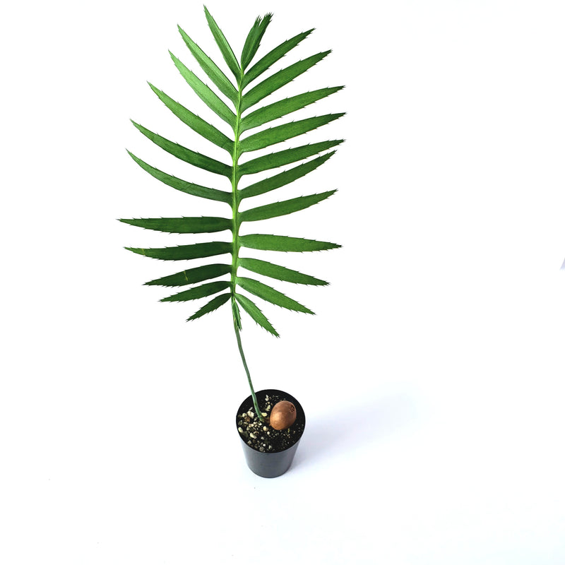ディオーン　スピヌロスム／Dioon spinulosum　3.5号鉢