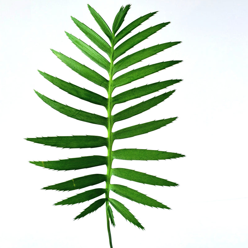 ディオーン　スピヌロスム／Dioon spinulosum　3.5号鉢