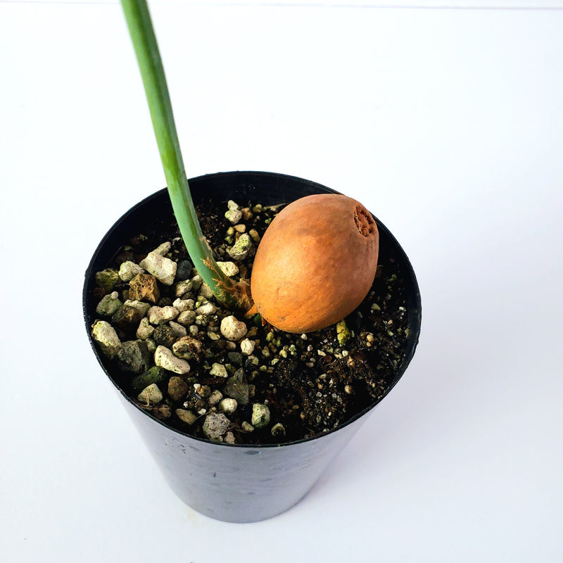 ディオーン　スピヌロスム／Dioon spinulosum　3.5号鉢