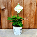 アジサイ ラグランジア シャンデリーニ　ベビー苗