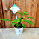 アジサイ ラグランジア ブライダルシャワー ベビー苗