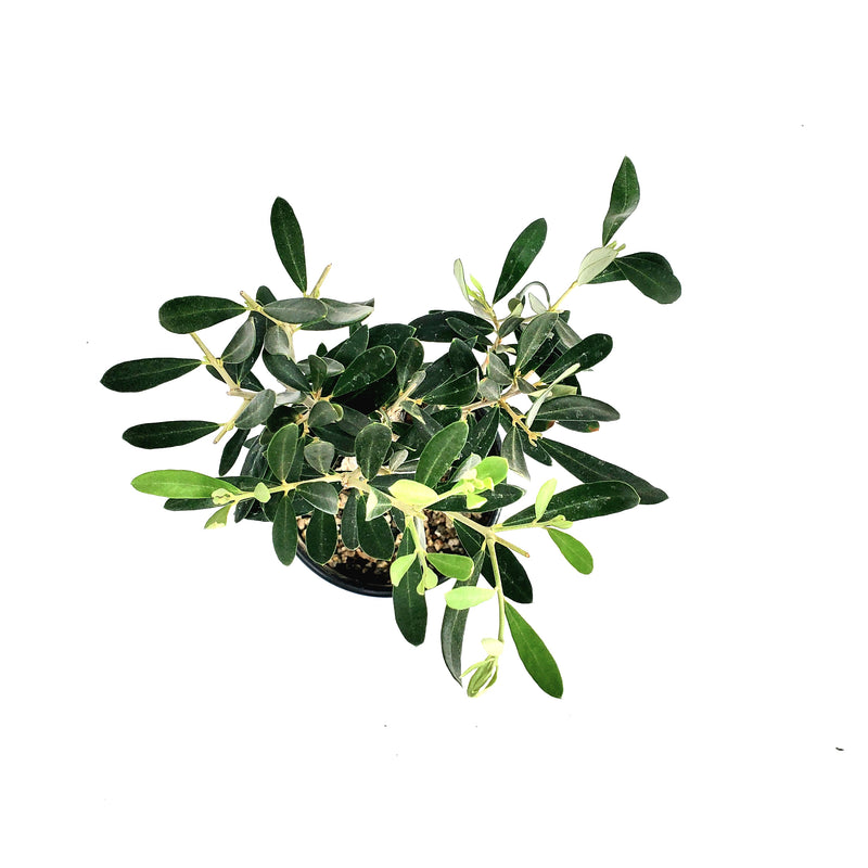オリーブ盆栽 ペンドリノ 3号鉢
