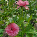 ラナンキュラスラックス　【ヘラ】 1月上旬より順次発送