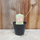 アジサイ　アナベル ポット苗　【ル・マニフィーク】