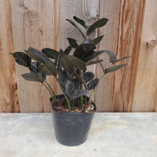 20240227_084202_600x600_crop_c