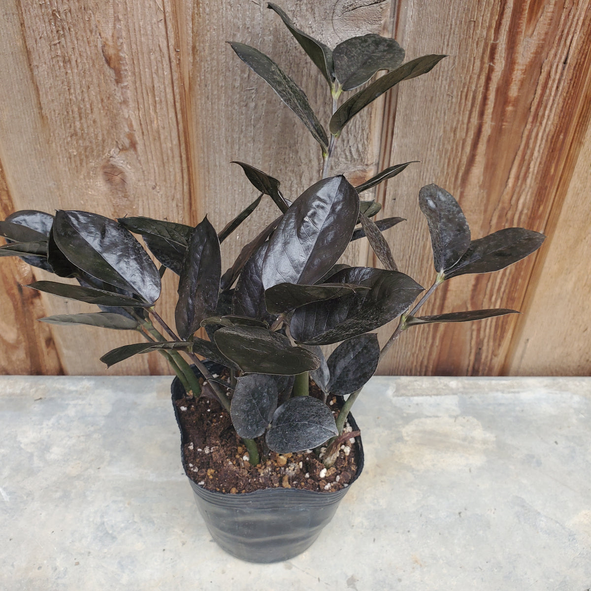 ザミオクルカス レイヴン ／ Zamioculcas zamifolia 'Raven'
