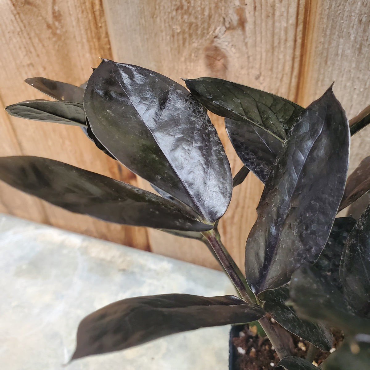 ザミオクルカス レイヴン ／ Zamioculcas zamifolia 'Raven'