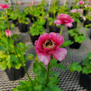 ラナンキュラスラックス　【ジュピター】 1月上旬より順次発送