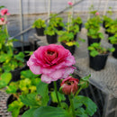 ラナンキュラスラックス　【ジュピター】 1月上旬より順次発送