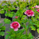 ラナンキュラスラックス　【ジュピター】 1月上旬より順次発送