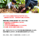 プランツパニック芋掘り体験【先行予約受付】