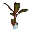 アビシニアバショヴマウレリー  Ensete ventricosum 'Maurelii'