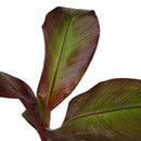 アビシニアバショヴマウレリー  Ensete ventricosum 'Maurelii'