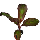 アビシニアバショヴマウレリー  Ensete ventricosum 'Maurelii'