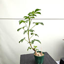 バオバブ グレゴリー　Adansonia gregorii