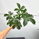 バオバブ グレゴリー　Adansonia gregorii