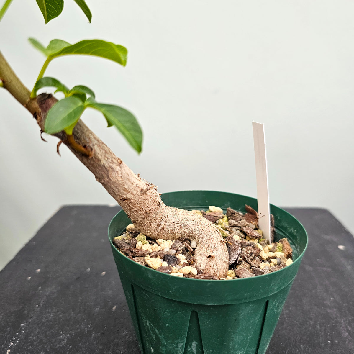 バオバブ グレゴリー Adansonia gregorii