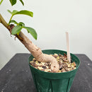 バオバブ グレゴリー　Adansonia gregorii