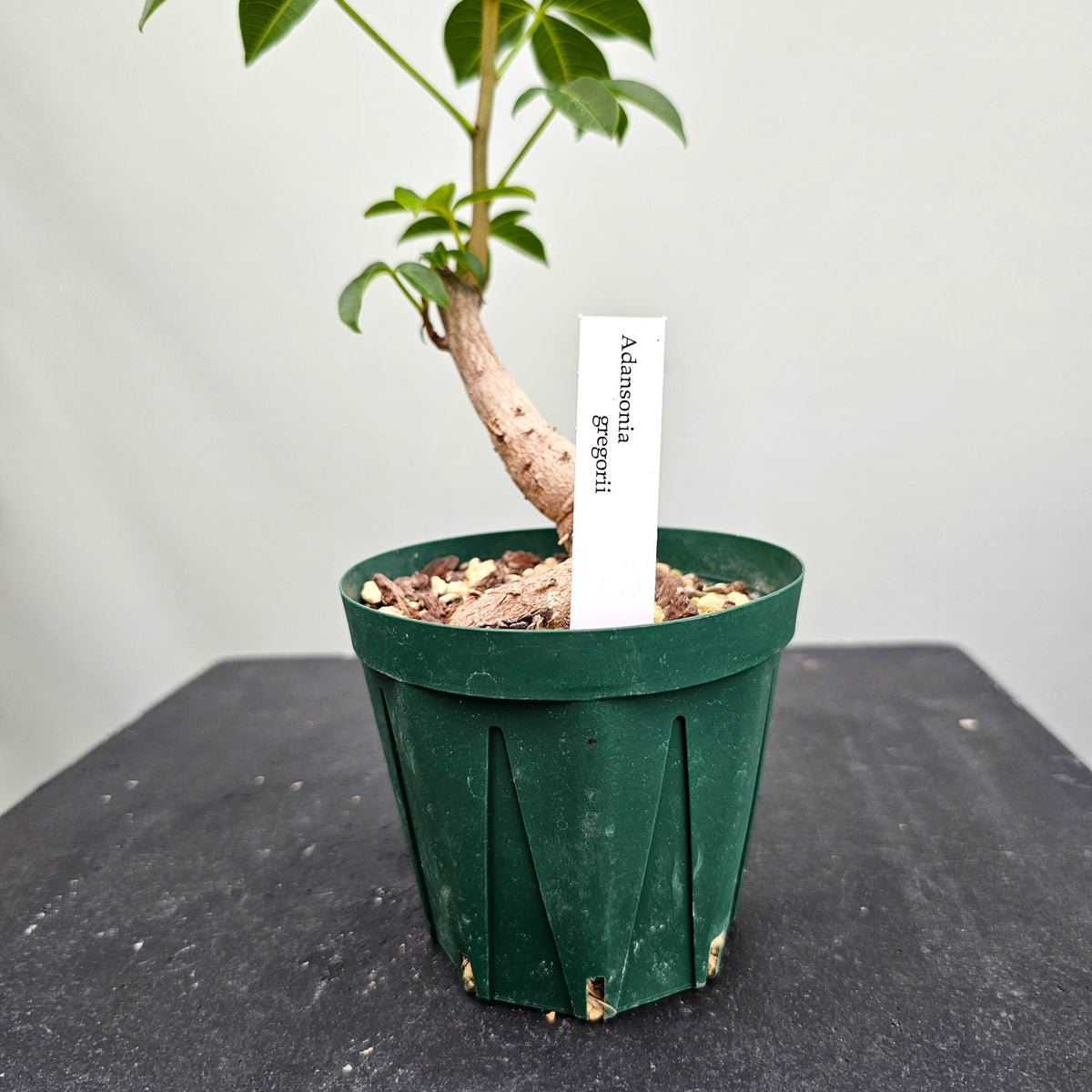 バオバブ グレゴリー Adansonia gregorii