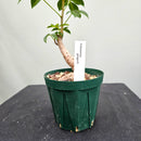 バオバブ グレゴリー　Adansonia gregorii