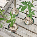 バオバブ グレゴリー　Adansonia gregorii