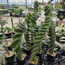 セレウス ペルビアナ スピラリス　Cereus peruvianus spiralis