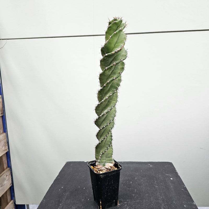 セレウス ペルビアナ スピラリス　Cereus peruvianus spiralis
