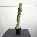 セレウス ペルビアナ スピラリス　Cereus peruvianus spiralis