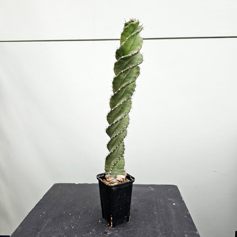 セレウス ペルビアナ スピラリス　Cereus peruvianus spiralis